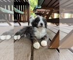 Puppy Puppy 4 Miniature Bernedoodle