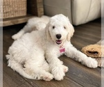 Small Photo #19 Double Doodle Puppy For Sale in PINELLAS PARK, FL, USA