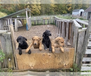 Doberman Pinscher-Great Dane Mix Puppy for sale in ELLENVILLE, NY, USA