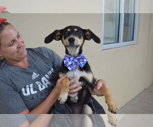 Mutt Dogs for adoption in McKinney, TX, USA