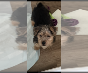 Morkie Puppy for sale in ASHEVILLE, NC, USA