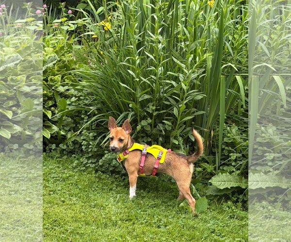 Medium Photo #4 Chihuahua-Norfolk Terrier Mix Puppy For Sale in Middlesex, VT, USA