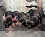 Small Photo #3 Rottweiler Puppy For Sale in GRESHAM, OR, USA