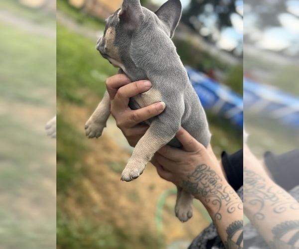 Medium Photo #10 French Bulldog Puppy For Sale in KENT, WA, USA