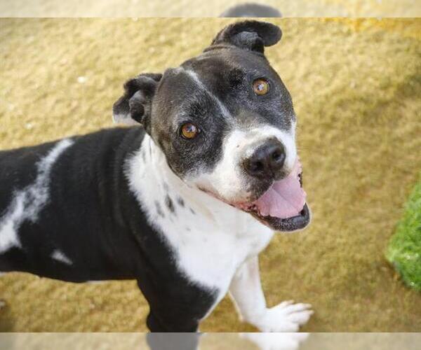 Medium Photo #1 American Pit Bull Terrier Puppy For Sale in Tallahassee, FL, USA