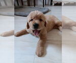 Puppy Puppy 3 Golden Retriever