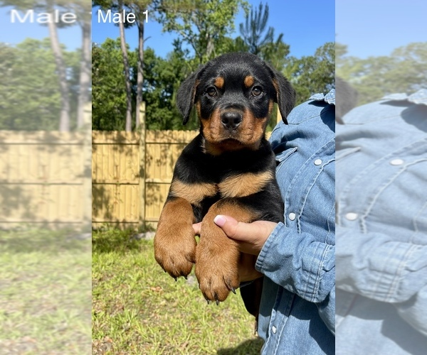 Medium Photo #6 Rottweiler Puppy For Sale in OCALA, FL, USA