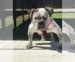 Small Photo #1 Bulldog Puppy For Sale in Oakley, CA, USA