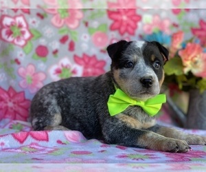Australian Cattle Dog Puppy for sale in LANCASTER, PA, USA