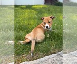 Small #2 Boxer Mix