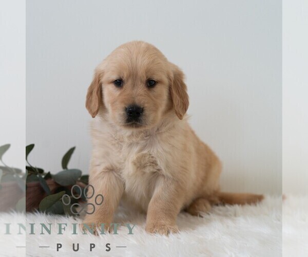 Medium Photo #6 Golden Retriever Puppy For Sale in NEWPORT, PA, USA