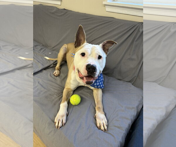 Medium Photo #12 American Bulldog-Labrador Retriever Mix Puppy For Sale in Rockaway, NJ, USA