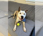 Small #11 American Bulldog-Labrador Retriever Mix
