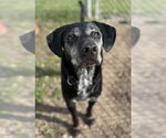 Small #2 Labrador Retriever Mix