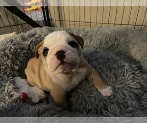 English Bulldog Puppy for sale in MANSFIELD, TX, USA