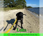 Small #7 Bulldog-Labrador Retriever Mix