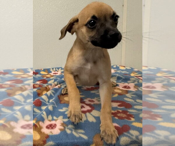 Medium Photo #2 Chihuahua-Unknown Mix Puppy For Sale in Osgood, IN, USA