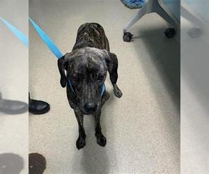 Plott Hound-Unknown Mix Dogs for adoption in Newton, NC, USA