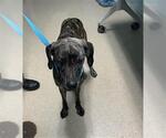 Small Plott Hound Mix