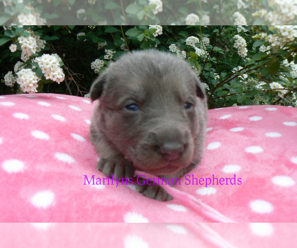 Medium Photo #5 German Shepherd Dog Puppy For Sale in PIEDMONT, MO, USA