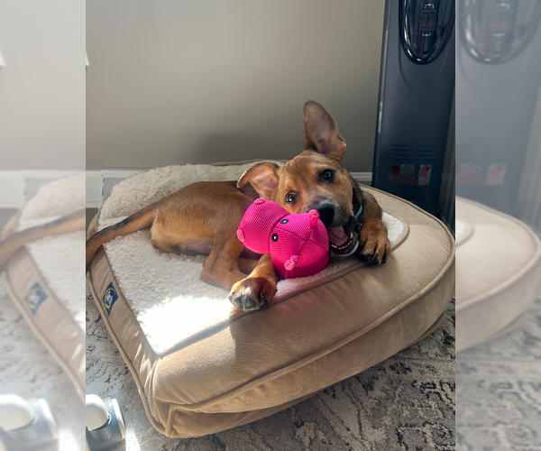 Medium Photo #4 Mutt Puppy For Sale in Springdale, PA, USA