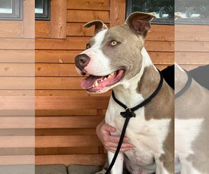 American Pit Bull Terrier-Unknown Mix Dogs for adoption in Germantown, OH, USA