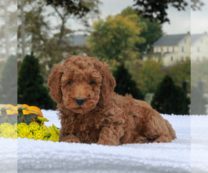 Poodle (Miniature) Puppy for sale in GAP, PA, USA