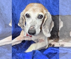 Lucy Dawson - Female Beagle Dog for Adoption - Photo #2