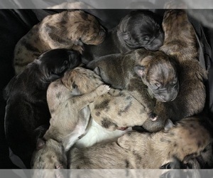 Doberman Pinscher-Great Dane Mix Puppy for sale in LONDON, KY, USA