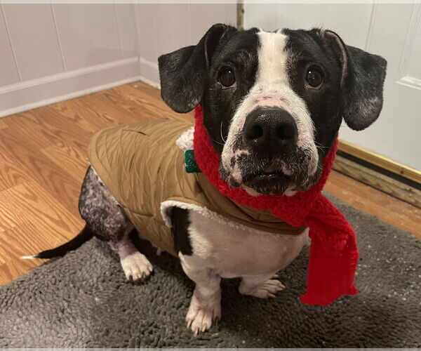 Medium Photo #4 Basset Hound-Staffordshire Bull Terrier Mix Puppy For Sale in Clarkston, MI, USA