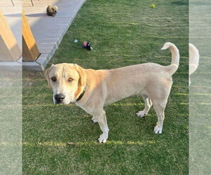Medium Labrador Retriever Mix