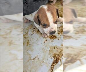 Beagle Dogs for adoption in Houston, TX, USA