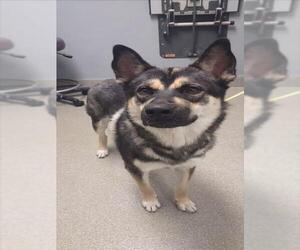 Siberian Husky-Unknown Mix Dogs for adoption in Las Vegas, NV, USA