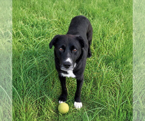 Medium Photo #1 Labrador Retriever-Unknown Mix Puppy For Sale in Unionville, PA, USA