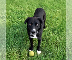 Labrador Retriever-Unknown Mix Dogs for adoption in Unionville, PA, USA