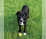 Small Labrador Retriever Mix
