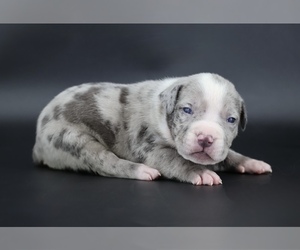 American Bully Puppy for sale in CHAMPAIGN, IL, USA