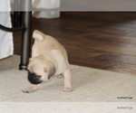 Small #7 Pug