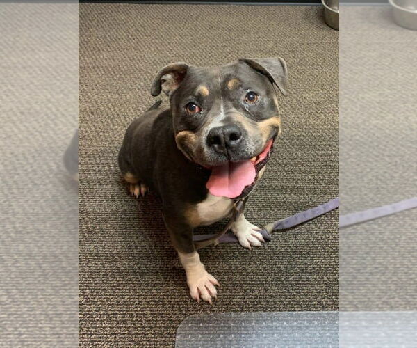 Medium Photo #6 American Staffordshire Terrier-Unknown Mix Puppy For Sale in Lake Forest, CA, USA