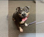 Small #5 American Staffordshire Terrier Mix