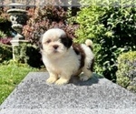 Puppy 3 Shih Tzu