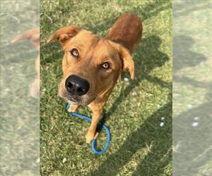 Carolina Dog-Unknown Mix Dogs for adoption in Louisville, KY, USA