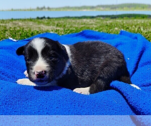 Medium Photo #94 Border Collie Puppy For Sale in NORBORNE, MO, USA