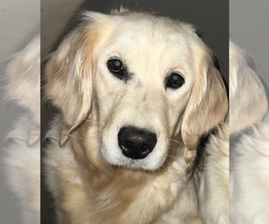 Mother of the Golden Retriever puppies born on 05/02/2026