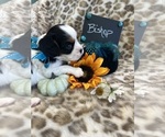 Small #4 Cavalier King Charles Spaniel
