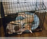 Small #9 Labrador Retriever Mix