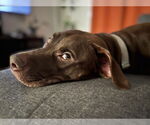 Small #2 Staffordshire Bull Terrier