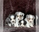 Small #1 Miniature American Shepherd-Miniature Australian Shepherd Mix