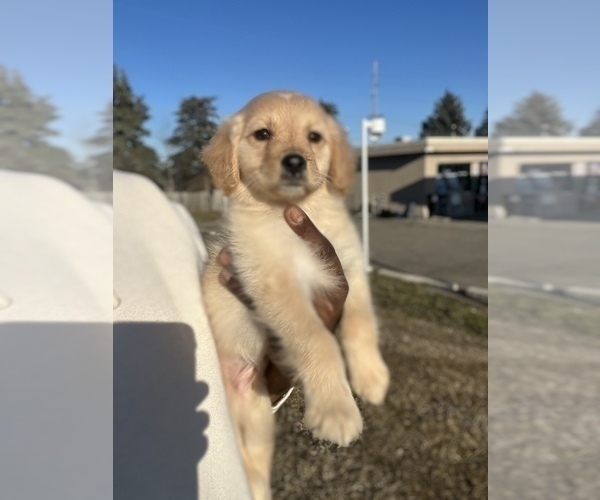 Medium Photo #4 Golden Retriever Puppy For Sale in DETROIT, MI, USA