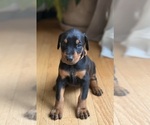Puppy Fawn RESERVED Doberman Pinscher